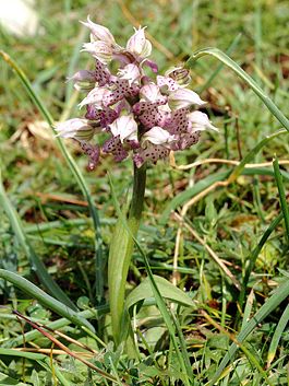 Orchis lactea Rhodos 03.jpg