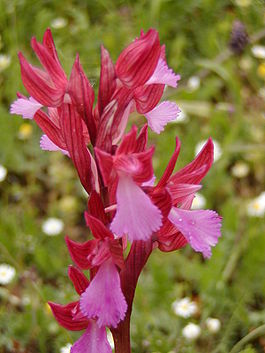 Orchis papilionacea 2.jpg