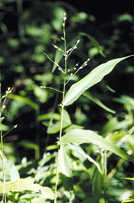 Panicum latifolium.jpg