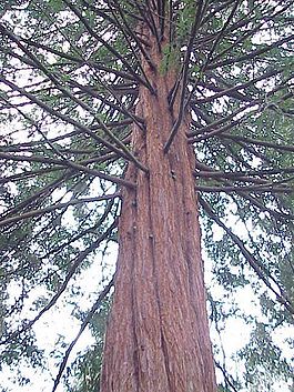 Sequoia sempervirens0.jpg