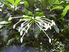Starr 030807-0114 Posoqueria latifolia.jpg