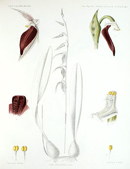 Sunipia cirrhata (as Ione paleacea) - The Orchids of the Sikkim-Himalaya pl 215 (1898).jpg