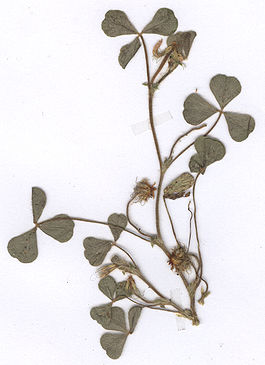 Trifolium subterraneum Herbar.jpg