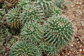 2007 mammillaria mystax.jpg