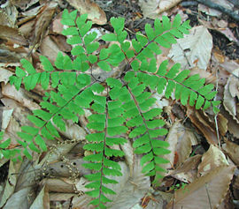 Adiantum pedatum - maidenhair fern - desc-foliage top view.jpg