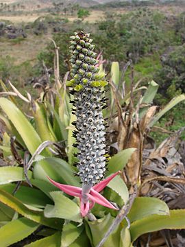 Aechmea bromeliifolia.jpg