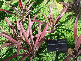 Aechmea pineliana minuta (2586198355).jpg