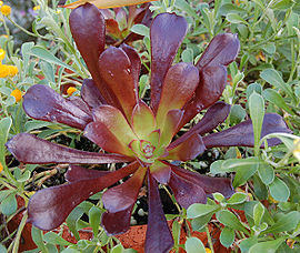Aeonium arboreum 'Zwartkopf' Plant 2364px.jpg