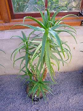 Aloe Kedongensis.jpg