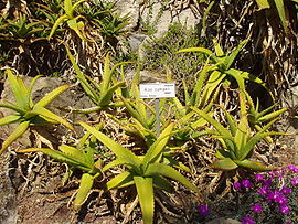 Aloe camperi (Villa Hanbury, Italy).JPG