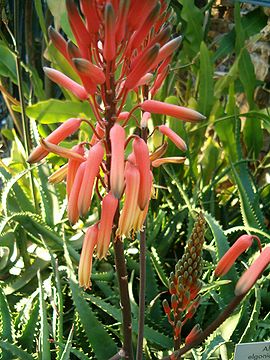Aloe elgonica InflorescenceFlowers BotGardBln0906c.JPG