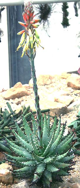 Aloe erinaceae.jpg