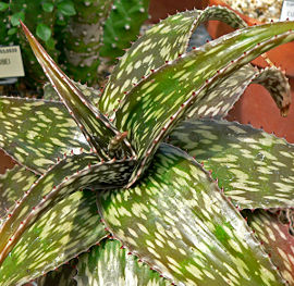 Aloe hemmingii 2.jpg