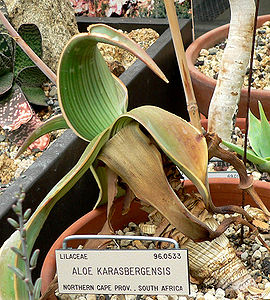 Aloe karasbergensis 1.jpg