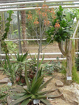 Aloe lateritia1.jpg