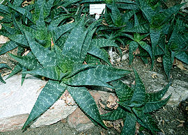 Aloe maculata Pr.jpg