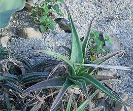 Aloe massawana.jpg
