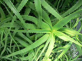 Aloe ngobitensis1.jpg