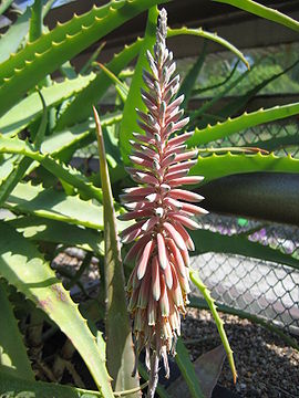 Aloe niebuhriana flower.jpg