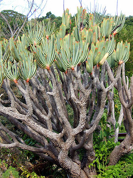 Aloe plicatilis 2006 06 09.jpg