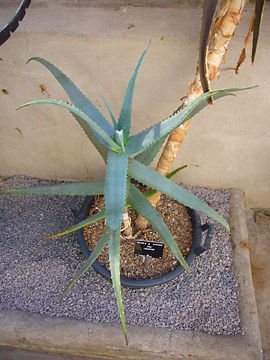 Aloe rabaiensis.jpg
