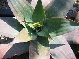 Aloe reynoldsii.jpg