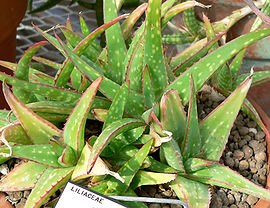 Aloe sinkatana 1.jpg