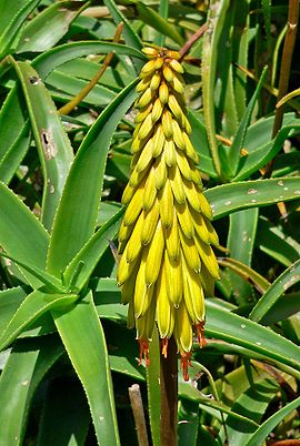 Aloe striatula 3.jpg