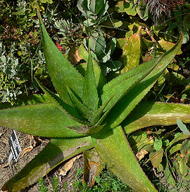 Aloe swynnertonii 1.jpg