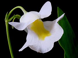 Alpina flower.JPG