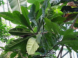 Amphitecna macrophylla1.jpg