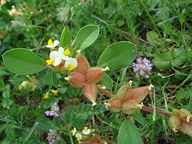 Anthyllis tetraphylla.JPG