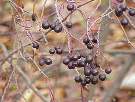 Aronia prunifolia0.jpg