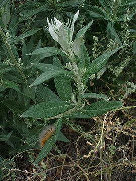Artemisia douglasiana1stonebird.jpg