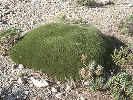 Astragalus.balearicus.jpg
