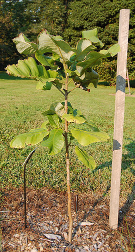 Bigleaf Magnolia Magnolia macrophylla Sapling 1550px.jpg