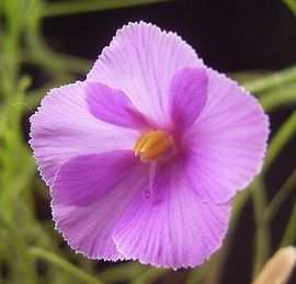 Byblis filifolia flora.jpg