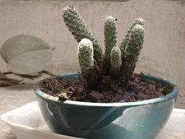Cactus 1011b.JPG