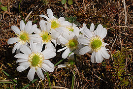 Callianthemum anemonoides.jpg