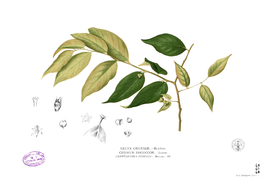 Cleistanthus orgyialis Blanco2.353.png