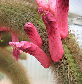 Cleistocactus vulpis-cauda 02.jpg
