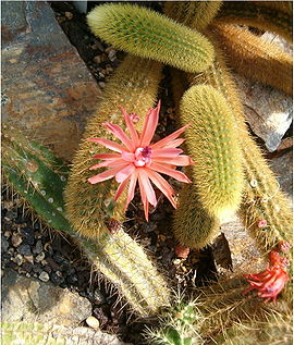 Cleistocactus winteri HabitusFlower BotGard0906a.jpg