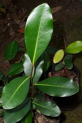 Diospyros australis juvenile.jpg