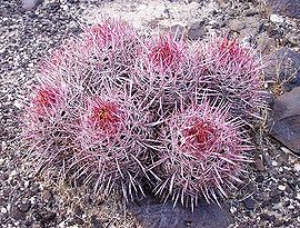 Echinocactus polycephalus.jpeg