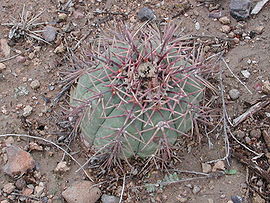 Echinocactushorizonthalonius1.JPG