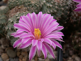 Echinocereus amoenus PICT2032.JPG