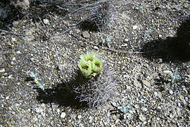 Echinocereus dasyacantha WPC.jpg
