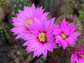 Echinocereus laui.JPG