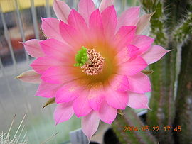 Echinocereus scheeri1MABJ.jpg