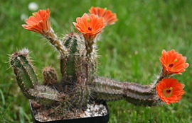 Echinocereus scheeri var obscuriensis 02.jpg